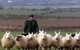 pastor e ovelhas
